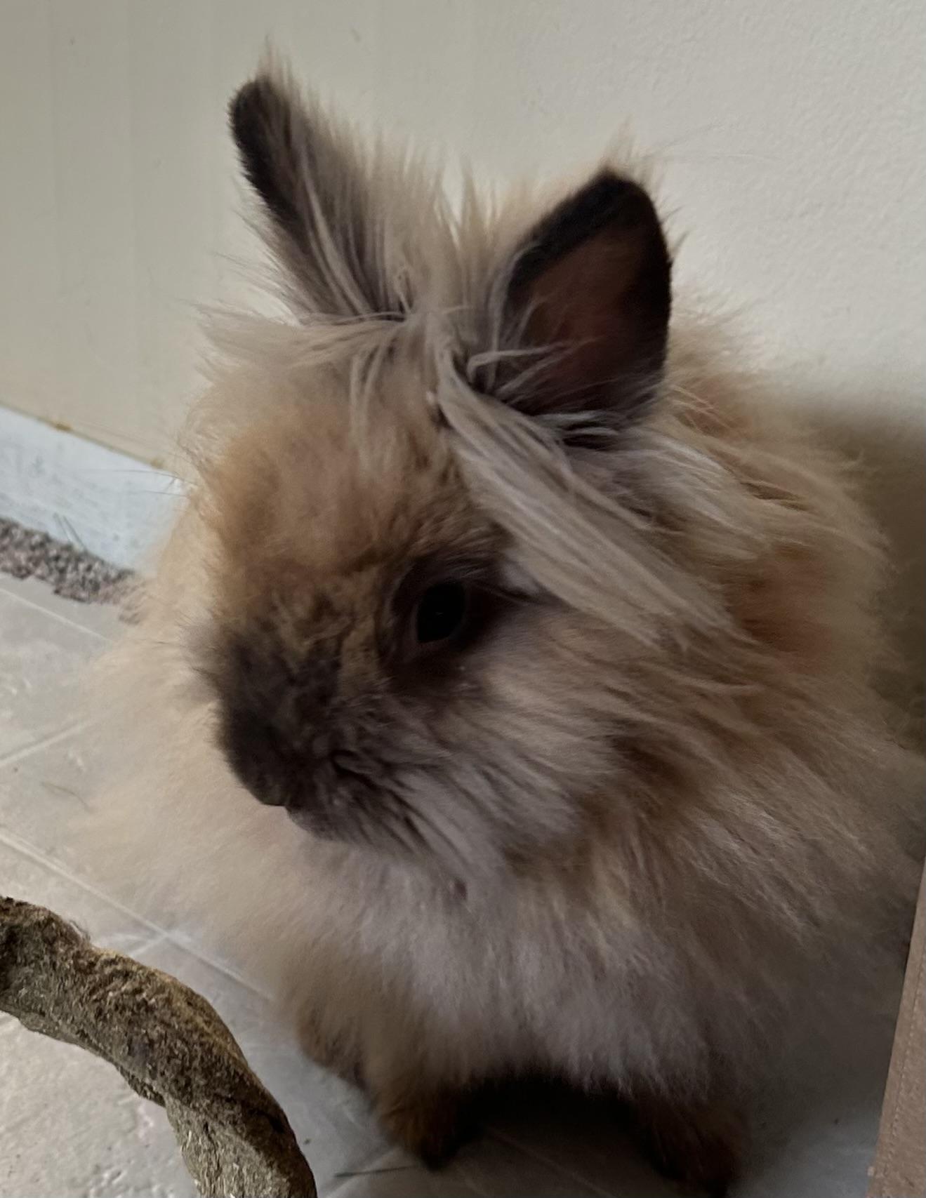 Dorothy, a Adoptable Lionhead in Edina, MN image 1/4