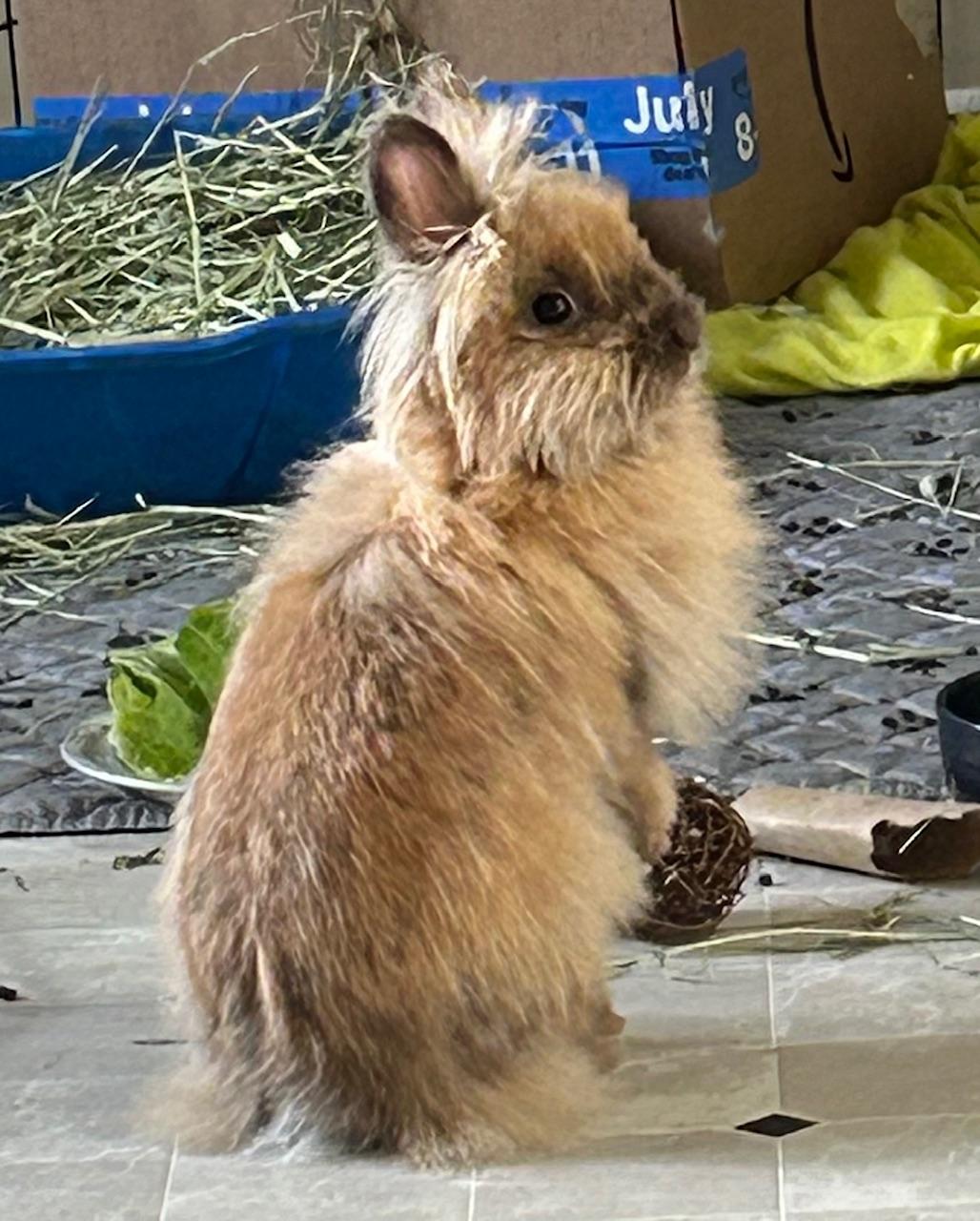 Dorothy, a Adoptable Lionhead in Edina, MN image 2/4