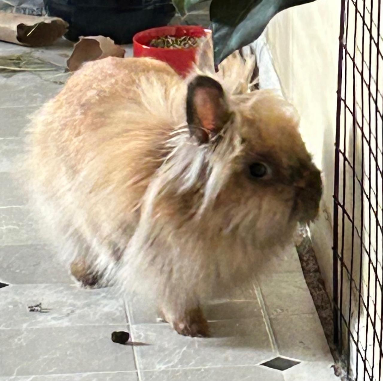 Dorothy, a Adoptable Lionhead in Edina, MN image 3/4