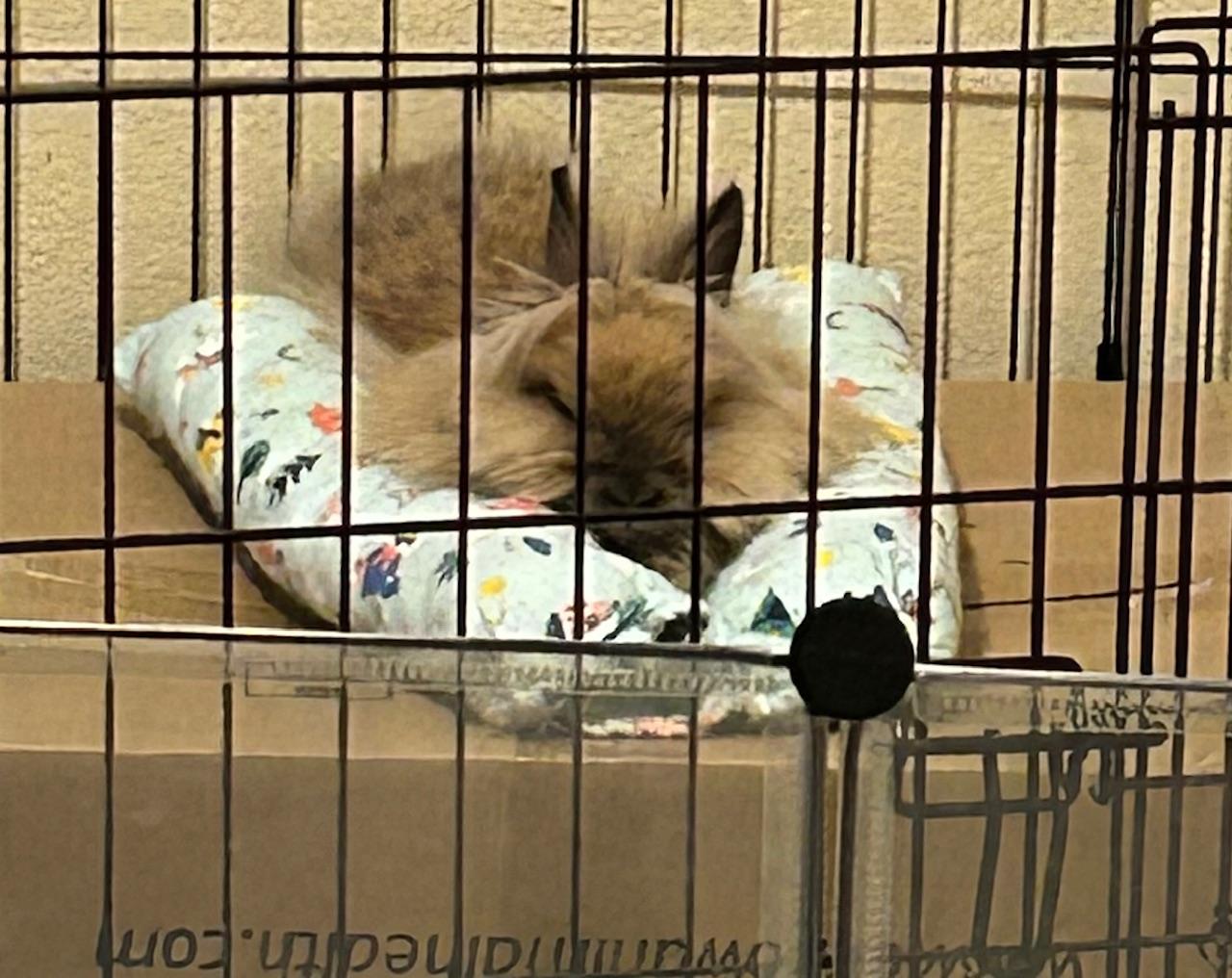 Dorothy, a Adoptable Lionhead in Edina, MN image 4/4