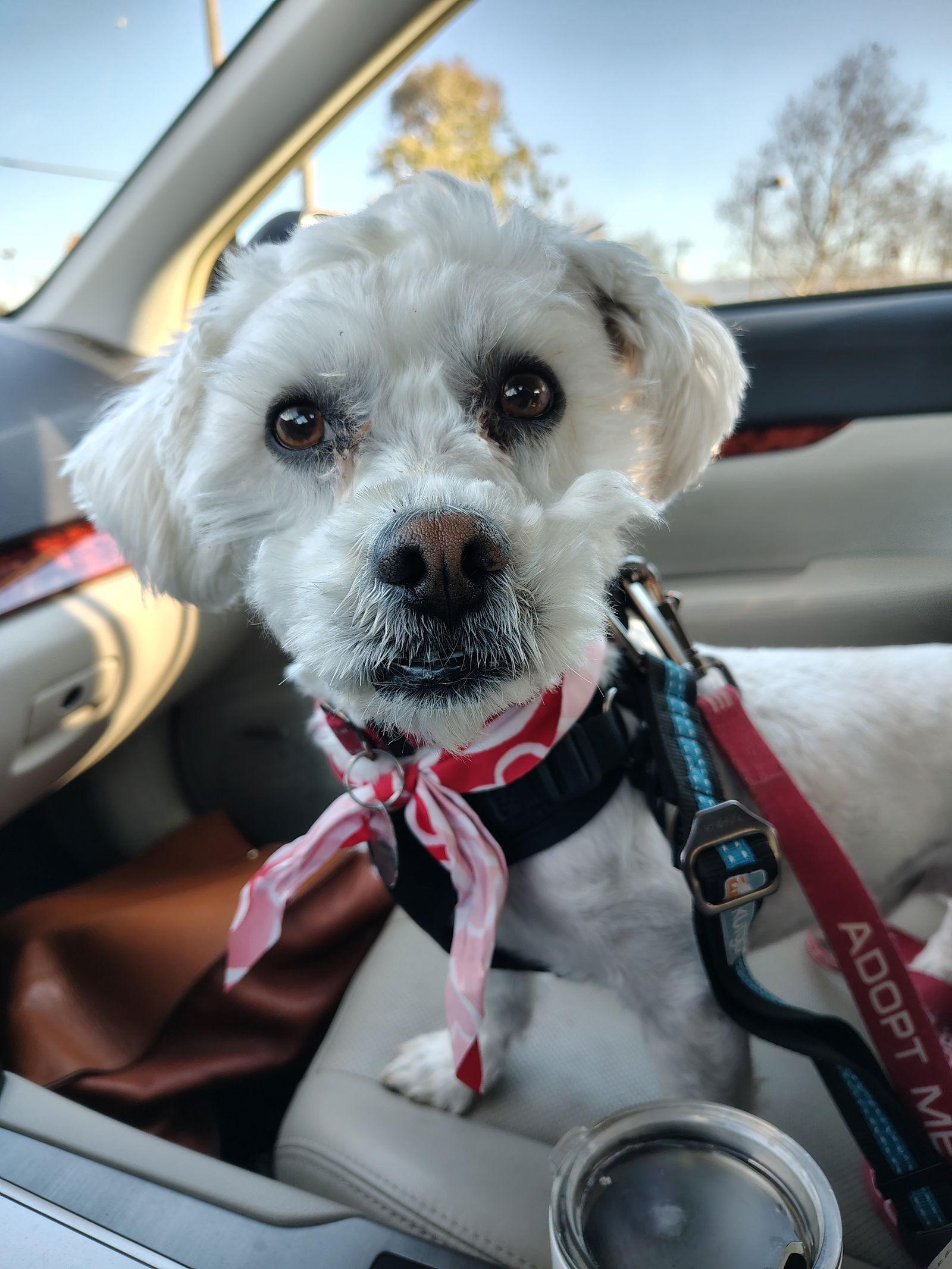 Enlarge Wally, a Adopted Poodle in San Jose, CA image 1/3