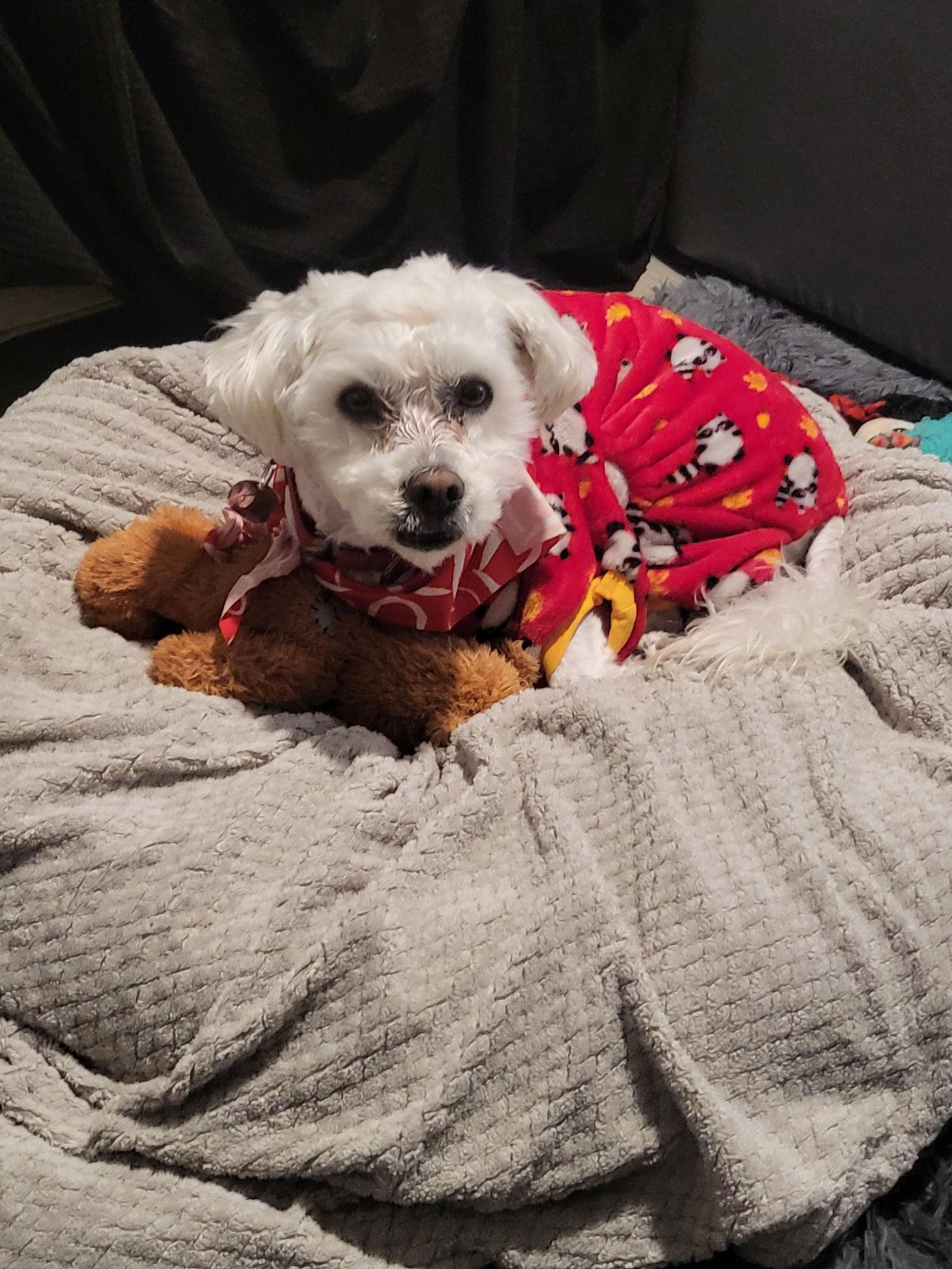Enlarge Wally, a Adopted Poodle in San Jose, CA image 2/3