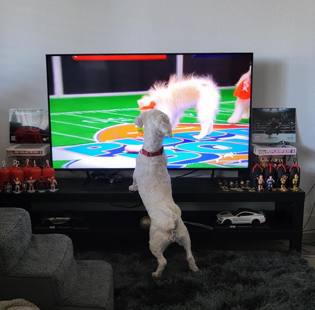 Enlarge Wally, a Adopted Poodle in San Jose, CA image 3/3