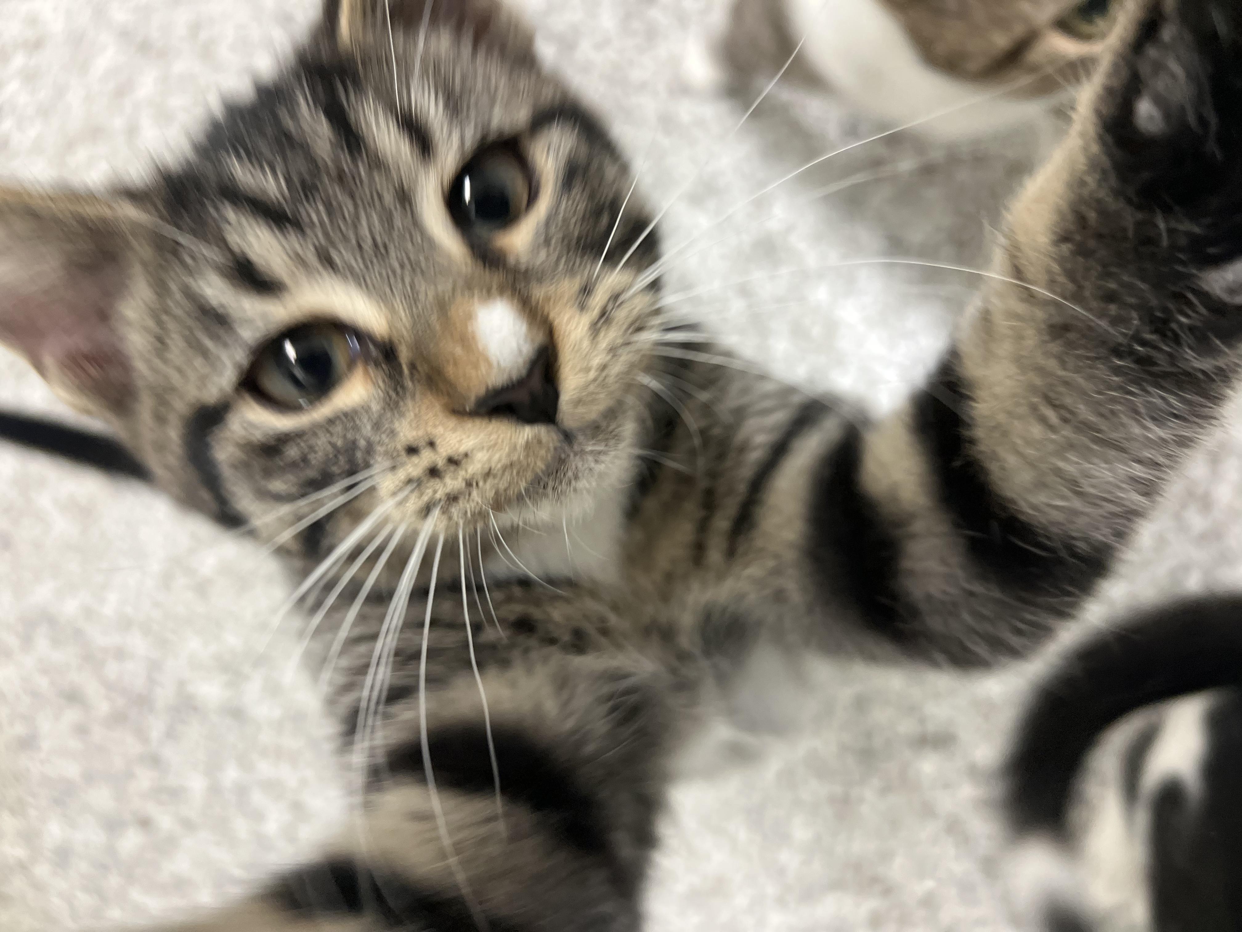 Richmond thumbnail 3