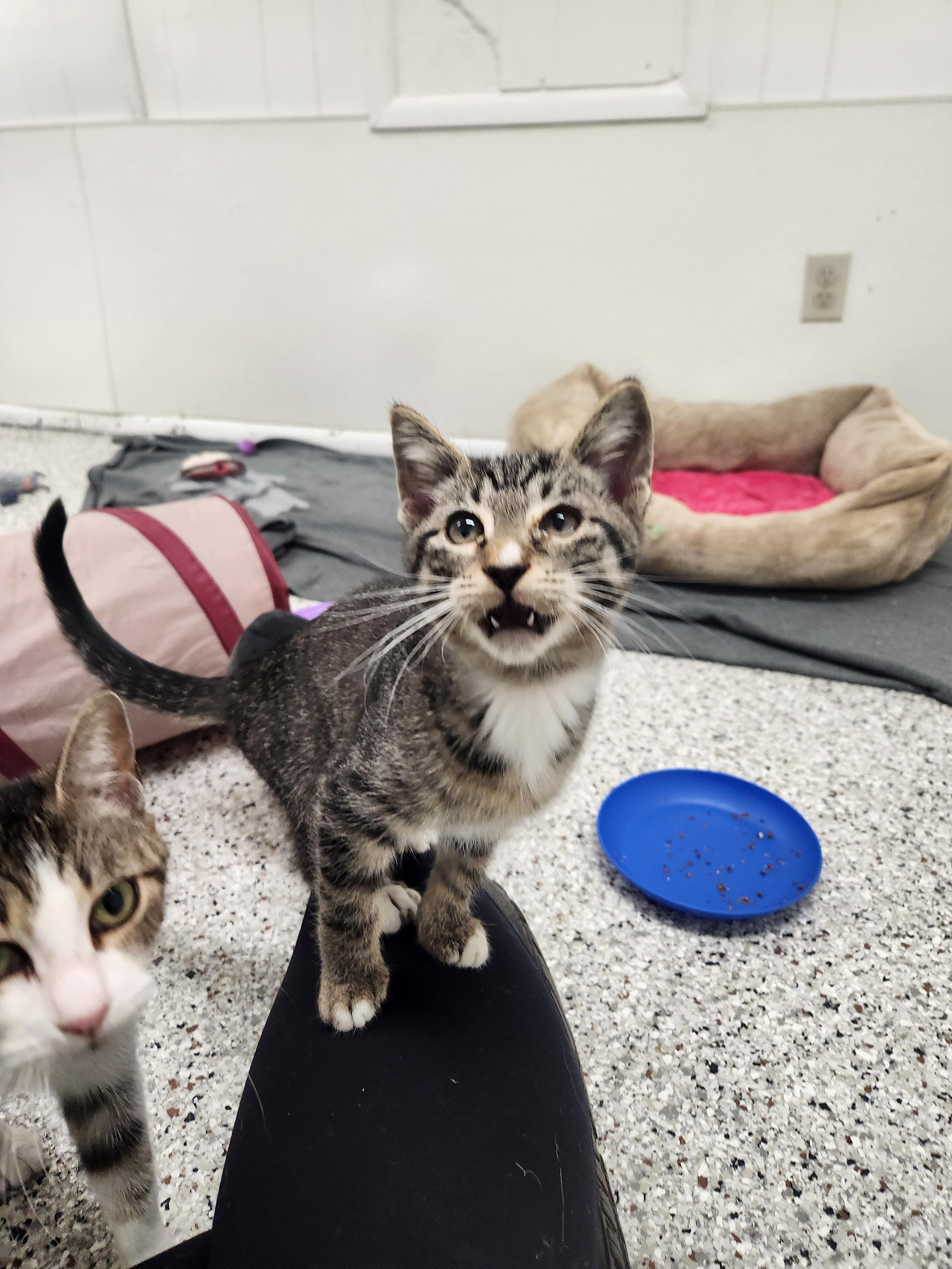 Richmond thumbnail 4