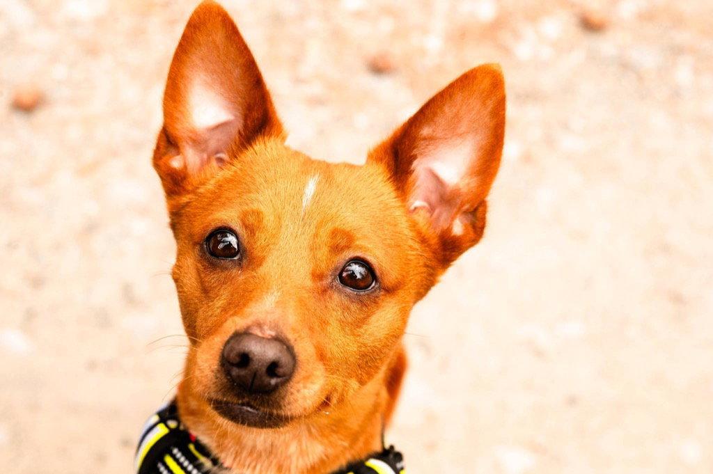 Mabel, Adoptable, Adult Female Chihuahua & Dachshund.