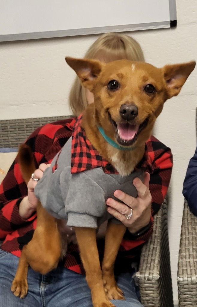 Mabel, Adoptable, Adult Female Chihuahua & Dachshund.