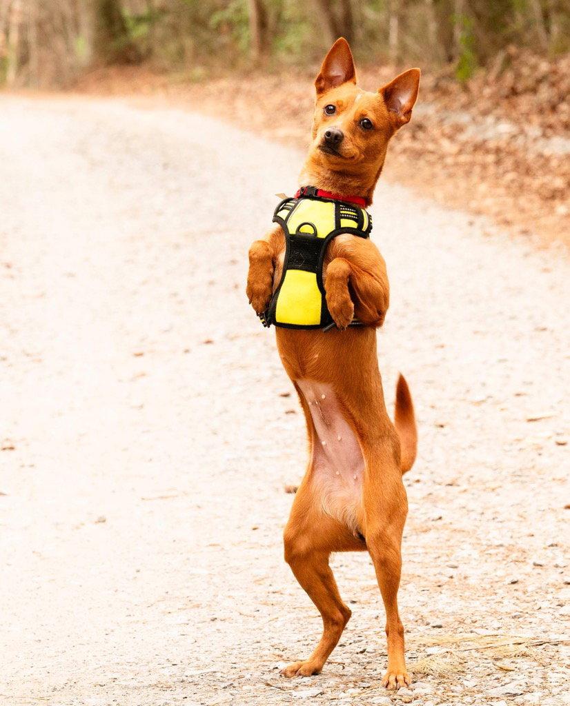 Enlarge Mabel, a Adoptable mixed breed in Ellijay, GA image 2/3