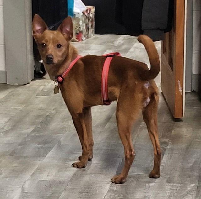 Mabel, Adoptable, Adult Female Chihuahua & Dachshund.