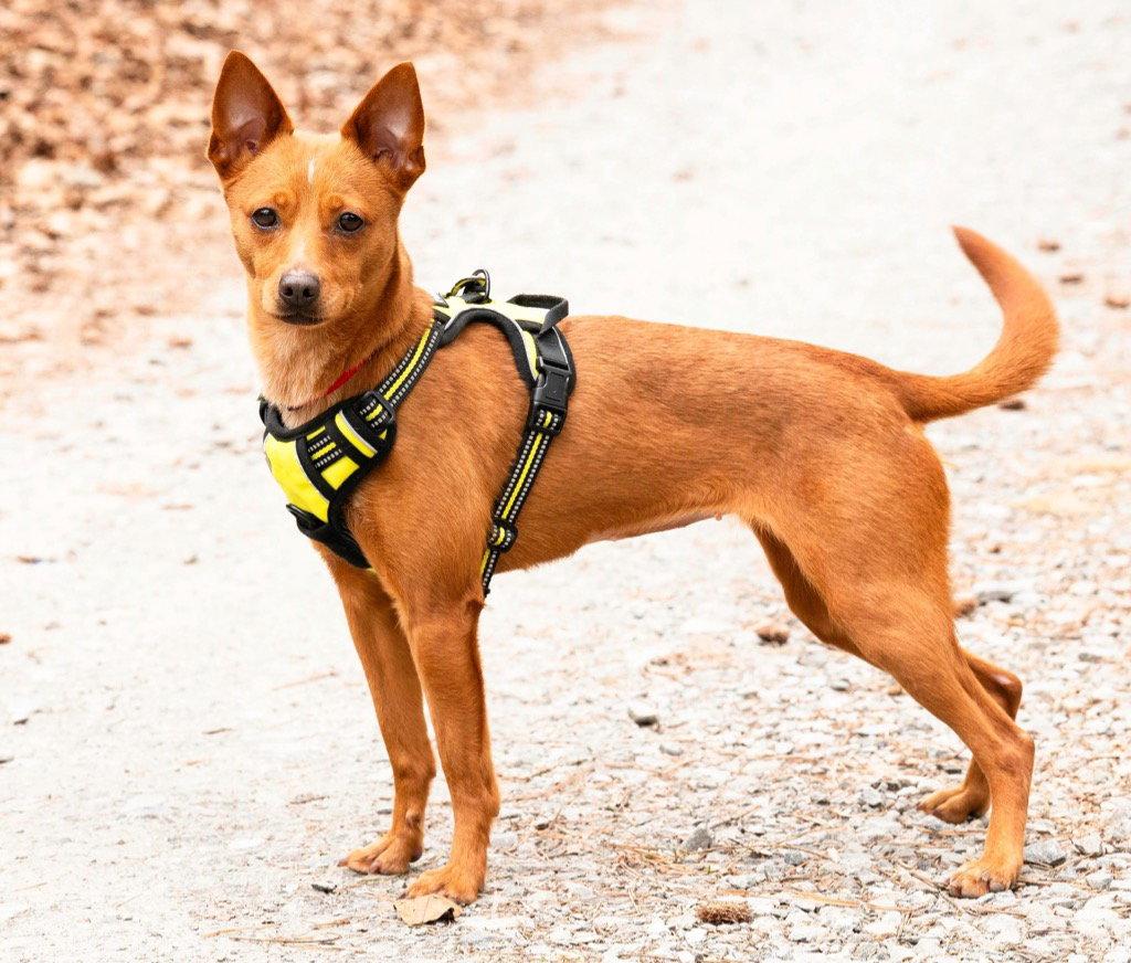Enlarge Mabel, a Adoptable mixed breed in Ellijay, GA image 3/3