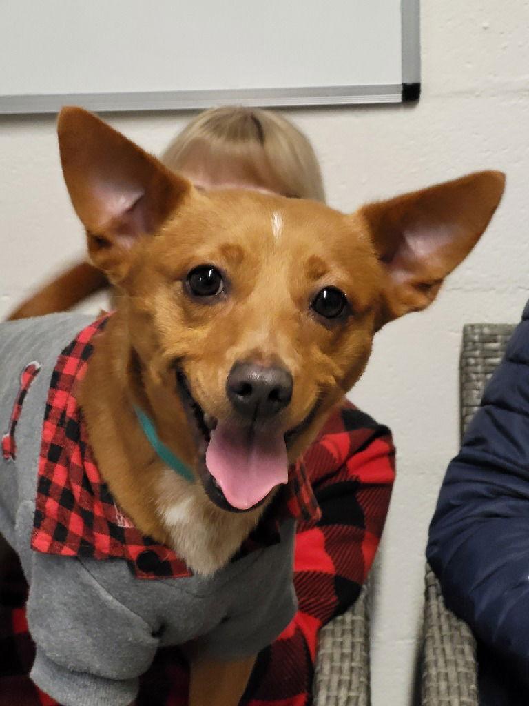 Enlarge Mabel, a Adoptable mixed breed in Ellijay, GA image 2/3