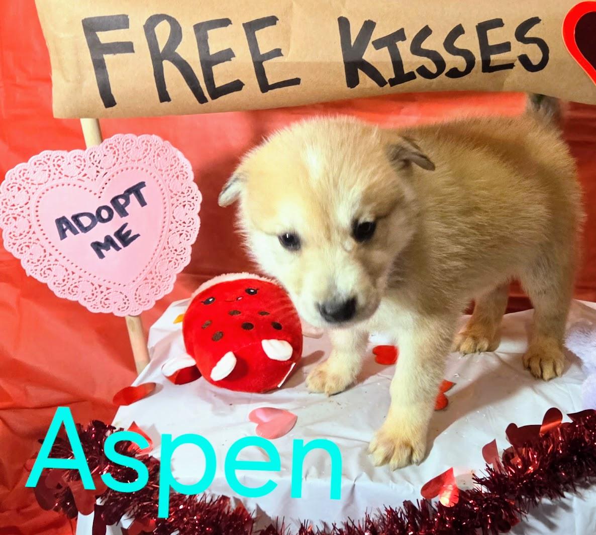ASPEN — thumbnail 2