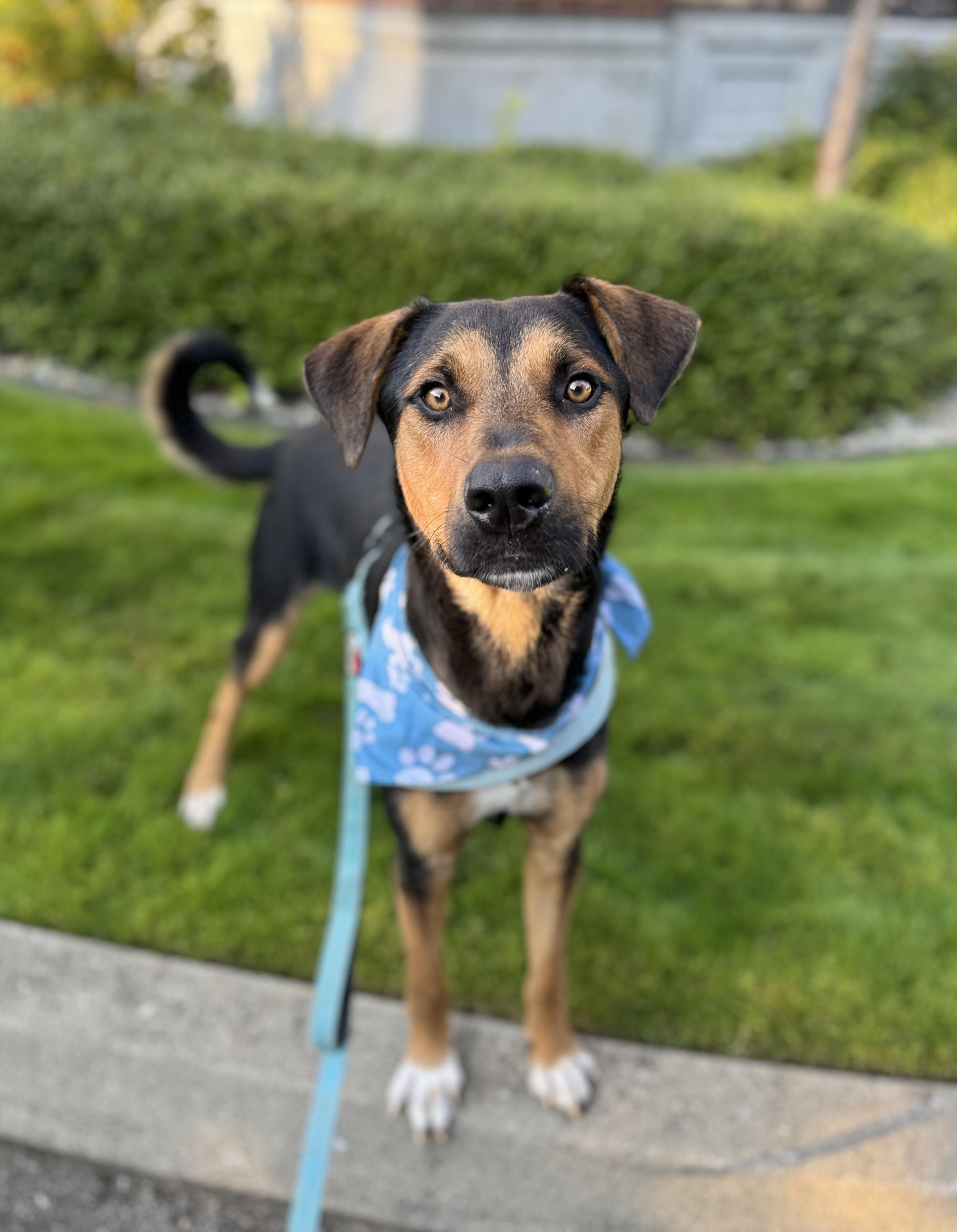 Enlarge Miso, a Adoptable mixed breed in lynnwood , WA image 3/6