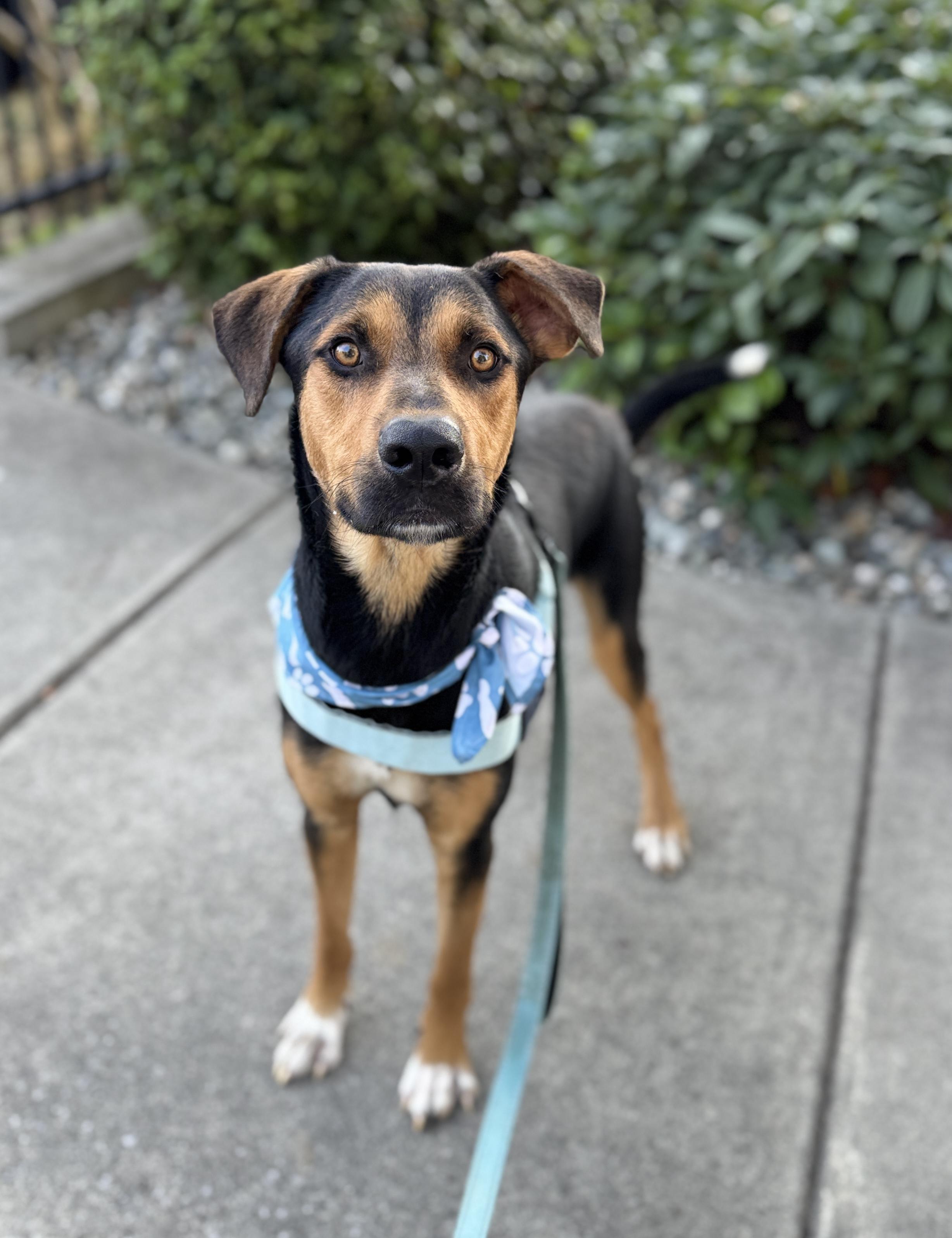 Enlarge Miso, a Adoptable mixed breed in lynnwood , WA image 2/6