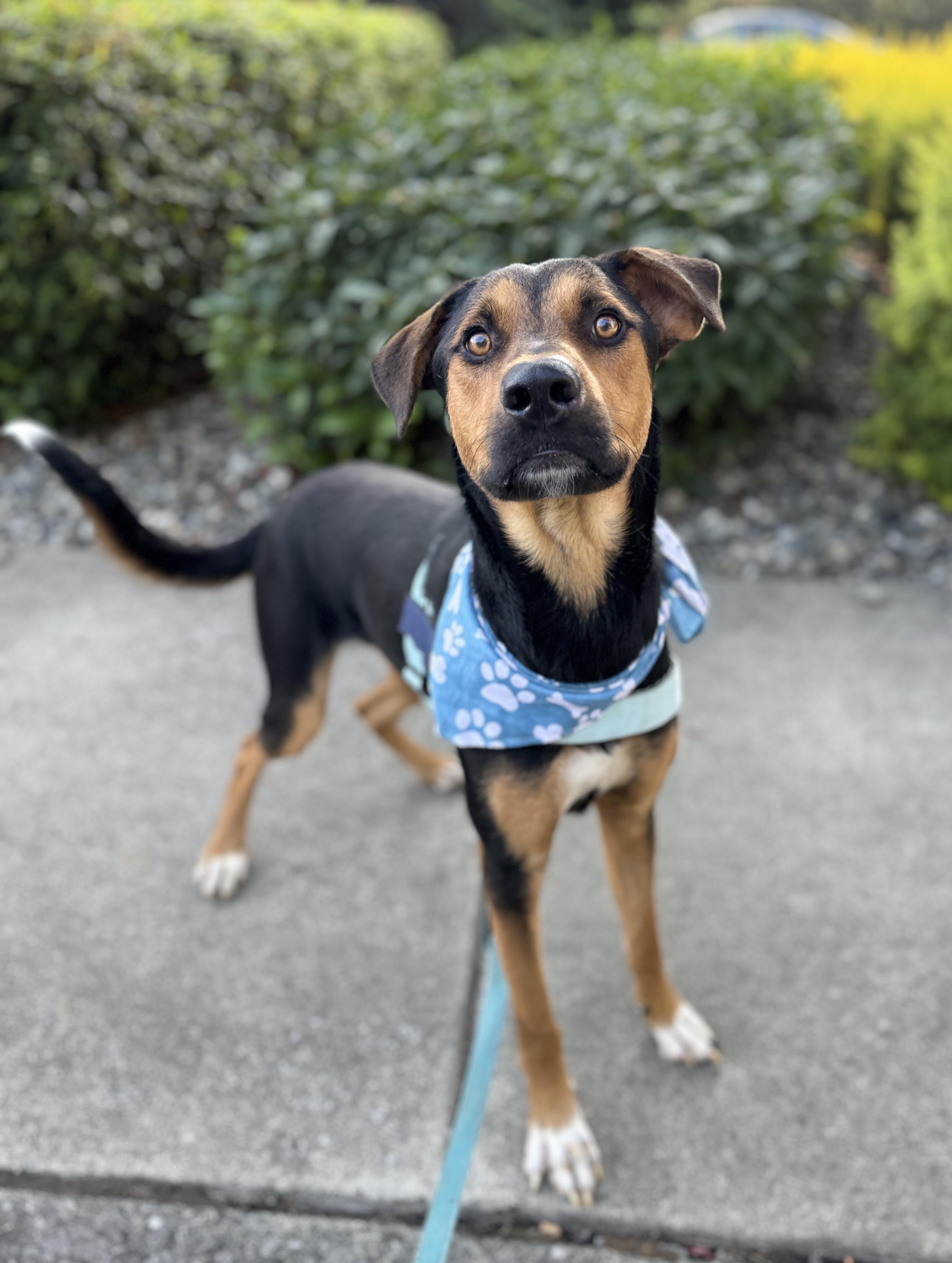 Enlarge Miso, a Adoptable mixed breed in lynnwood , WA image 4/6