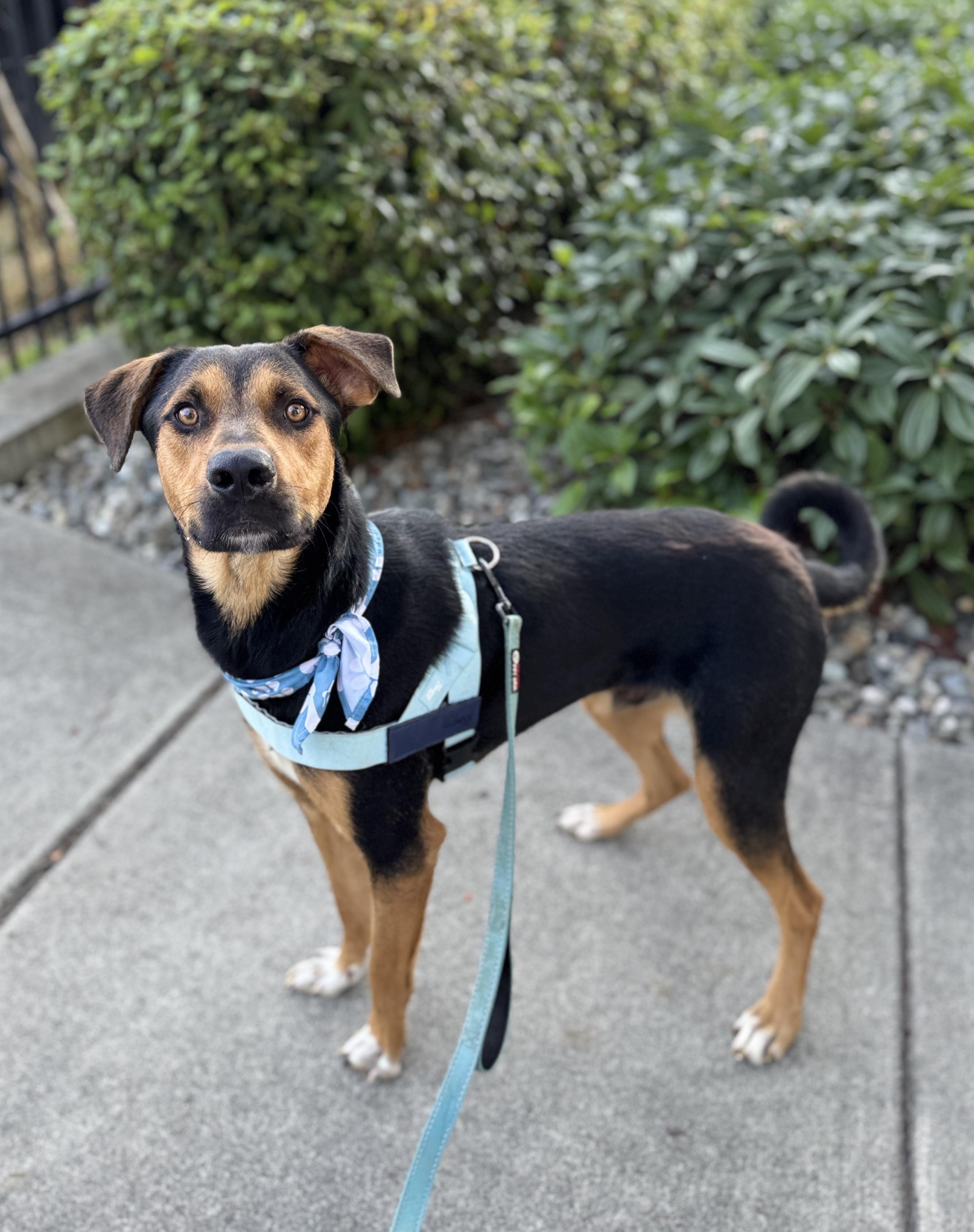 Enlarge Miso, a Adoptable mixed breed in lynnwood , WA image 5/6
