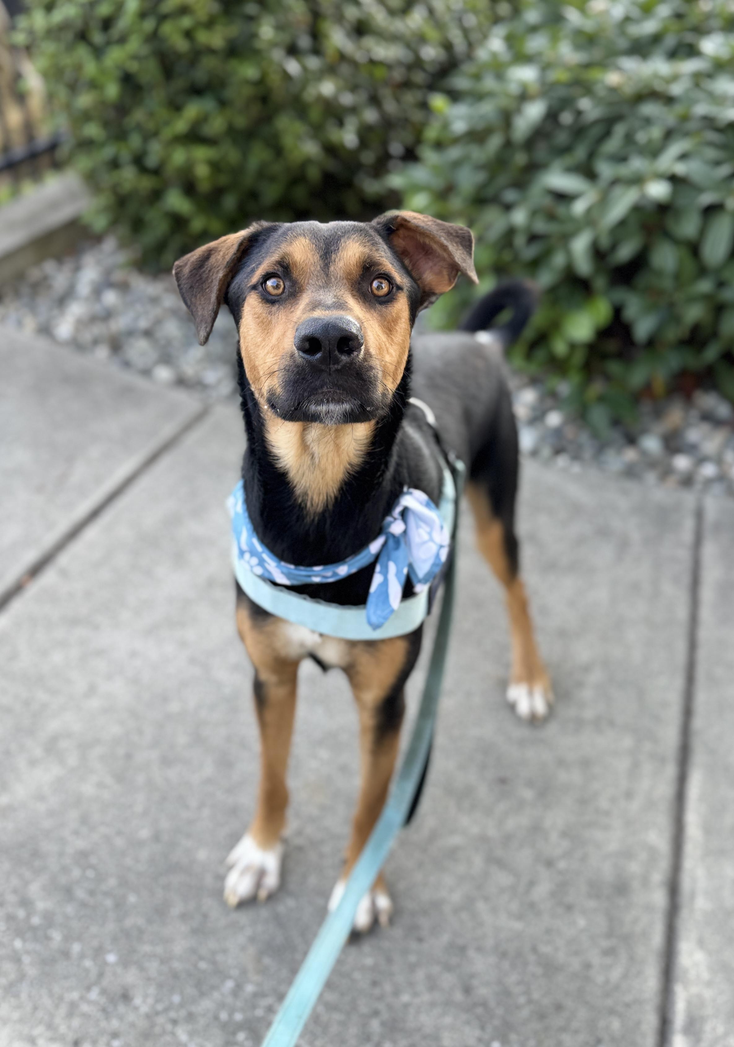 Enlarge Miso, a Adoptable mixed breed in lynnwood , WA image 6/6