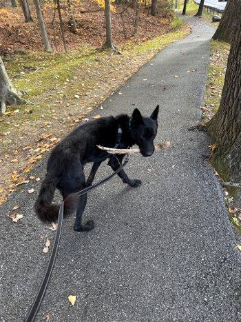 Bruno, Adoptable, Adult Male German Shepherd Dog.