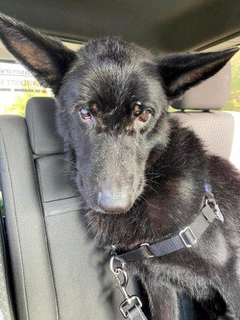 Enlarge Bruno, a Adoptable German Shepherd Dog in Bedford Hills, NY image 2/5