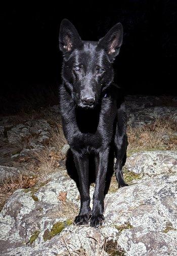 Enlarge Bruno, a Adoptable German Shepherd Dog in Bedford Hills, NY image 6/6