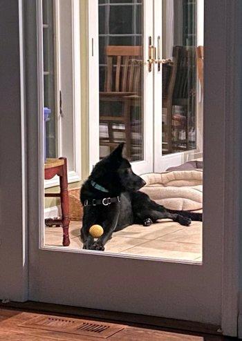 Enlarge Bruno, a Adoptable German Shepherd Dog in Bedford Hills, NY image 3/5