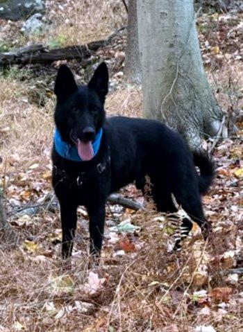 Enlarge Bruno, a Adoptable German Shepherd Dog in Bedford Hills, NY image 5/6