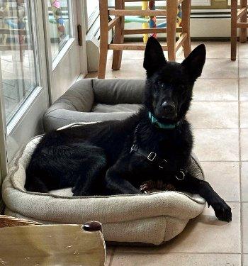 Bruno, Adoptable, Adult Male German Shepherd Dog.