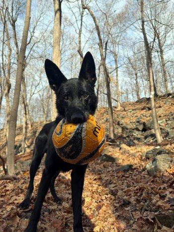 Enlarge Bruno, a Adoptable German Shepherd Dog in Bedford Hills, NY image 4/6