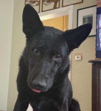 Bruno, Adoptable, Adult Male German Shepherd Dog.