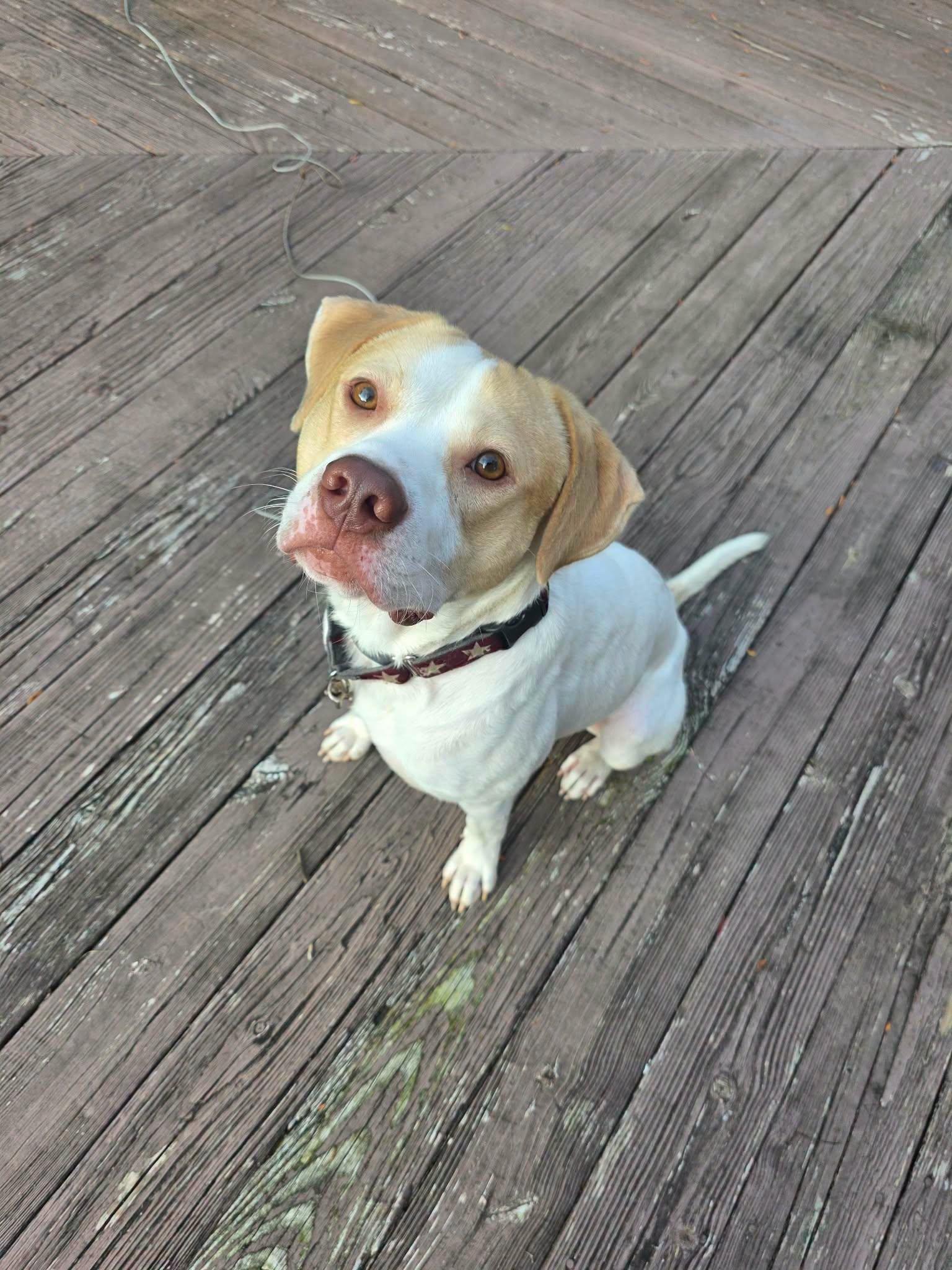Enlarge Fletcher, a Adopted Pit Bull Terrier in Shillington, PA image 1/3