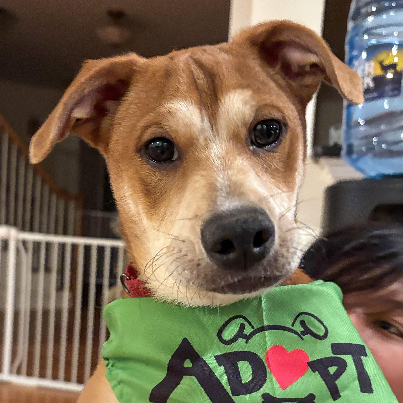 Enlarge Shaggy, a Adoptable Mixed Breed in Arlington, VA image 2/3