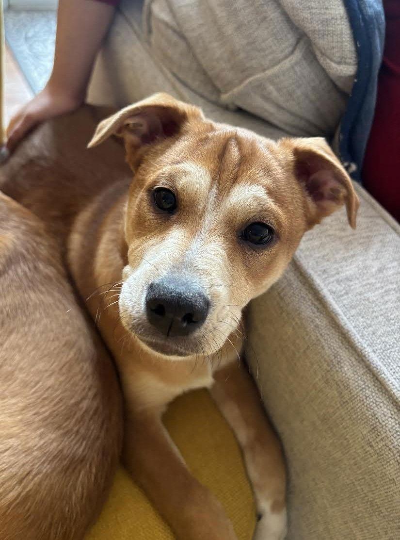 Enlarge Shaggy, a Adoptable Mixed Breed in Arlington, VA image 3/3