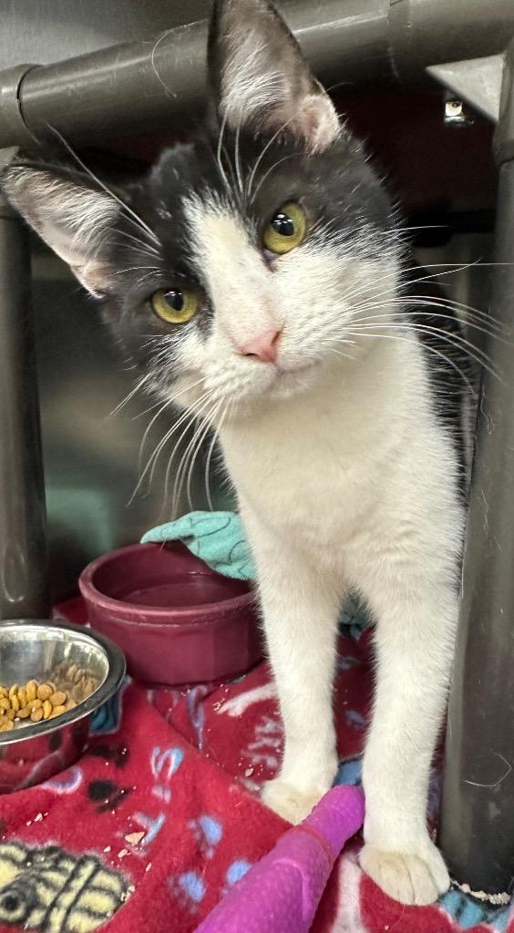 Pepper, Adoptable, Kitten Female Domestic Short Hair.