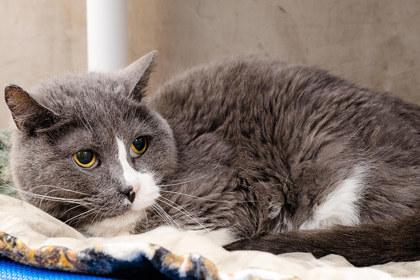 Enlarge Fuzzball, a Adoptable mixed breed in Longmont, CO image 1/3