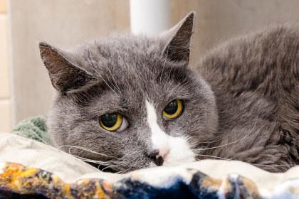 Enlarge Fuzzball, a Adoptable mixed breed in Longmont, CO image 2/3