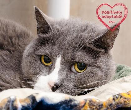 Enlarge Fuzzball, a Adoptable mixed breed in Longmont, CO image 3/3