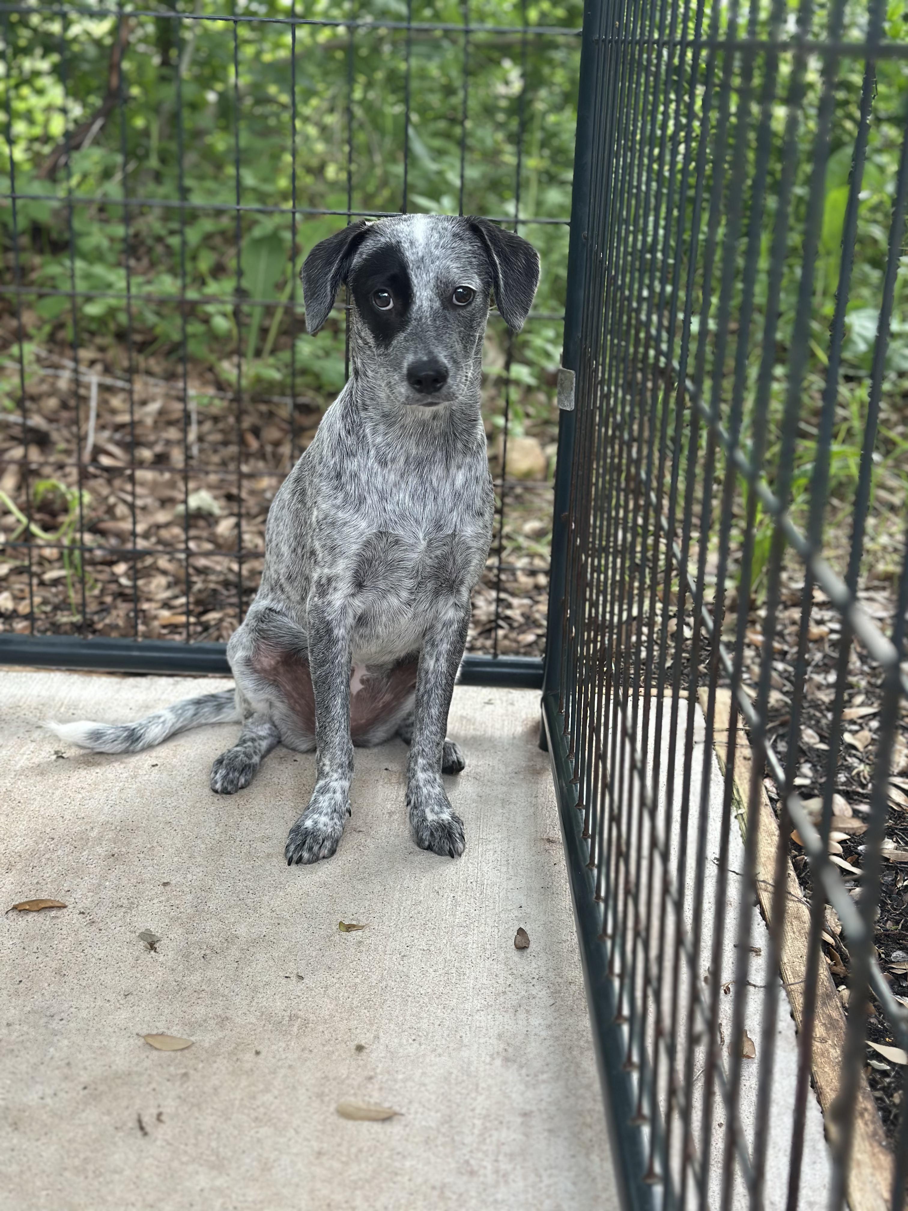 Enlarge Marlie, a Adoptable mixed breed in Norfolk, MA image 1/2