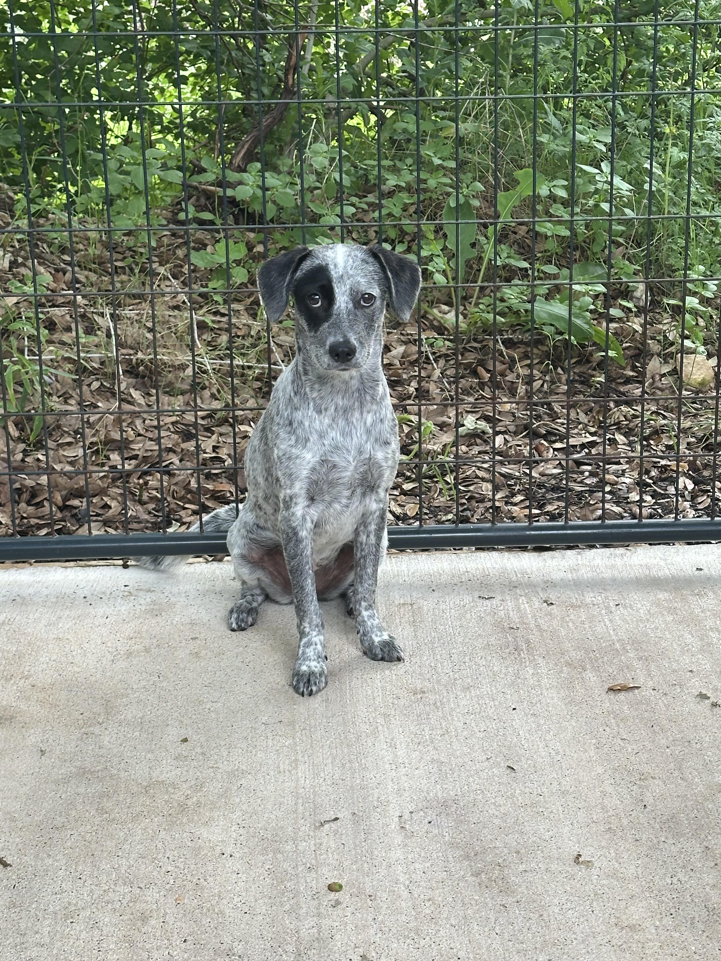 Enlarge Marlie, a Adoptable mixed breed in Norfolk, MA image 2/2
