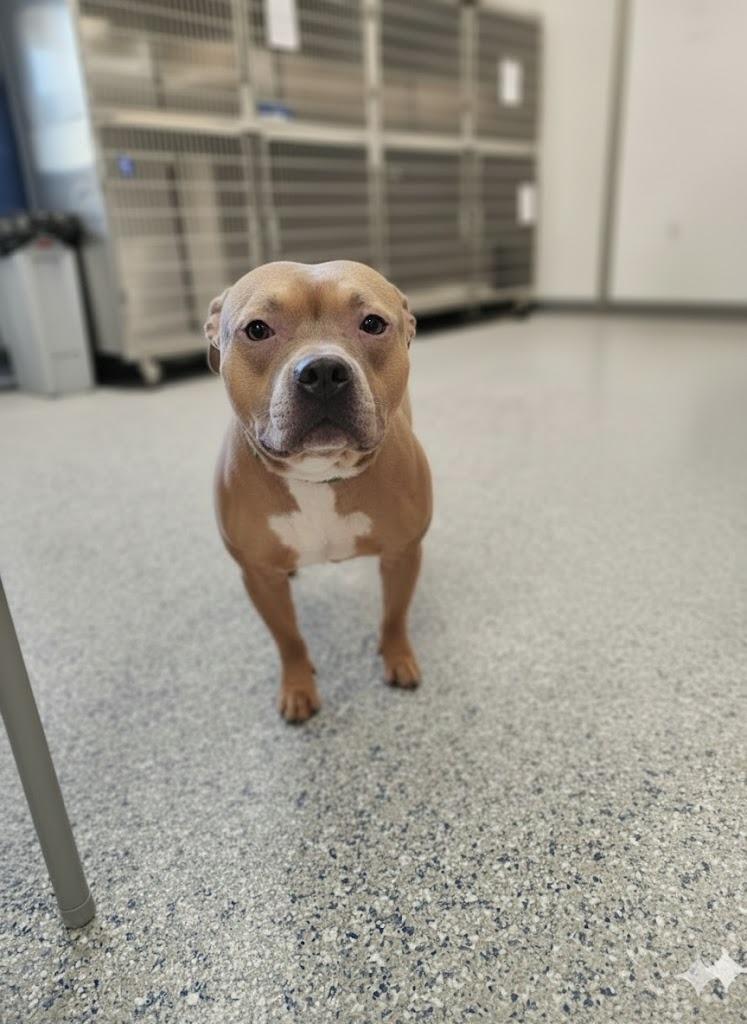 BOOTSIE, Adoptable, Adult Male Pit Bull Terrier.