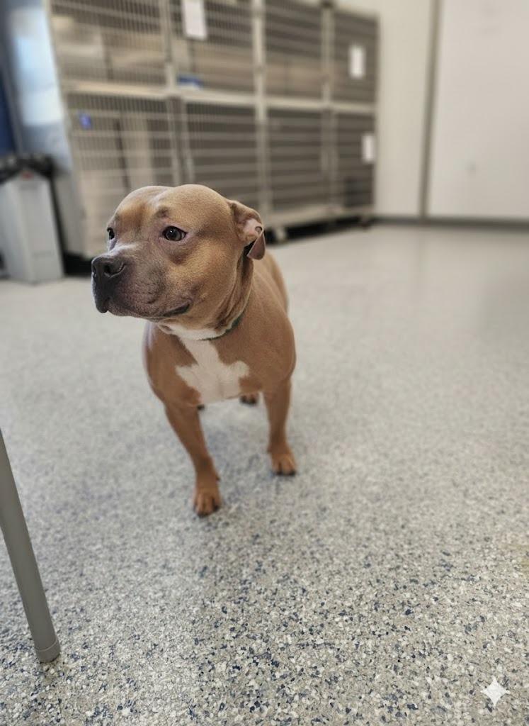 Enlarge BOOTSIE, a Adoptable Pit Bull Terrier in Athens, AL image 2/2