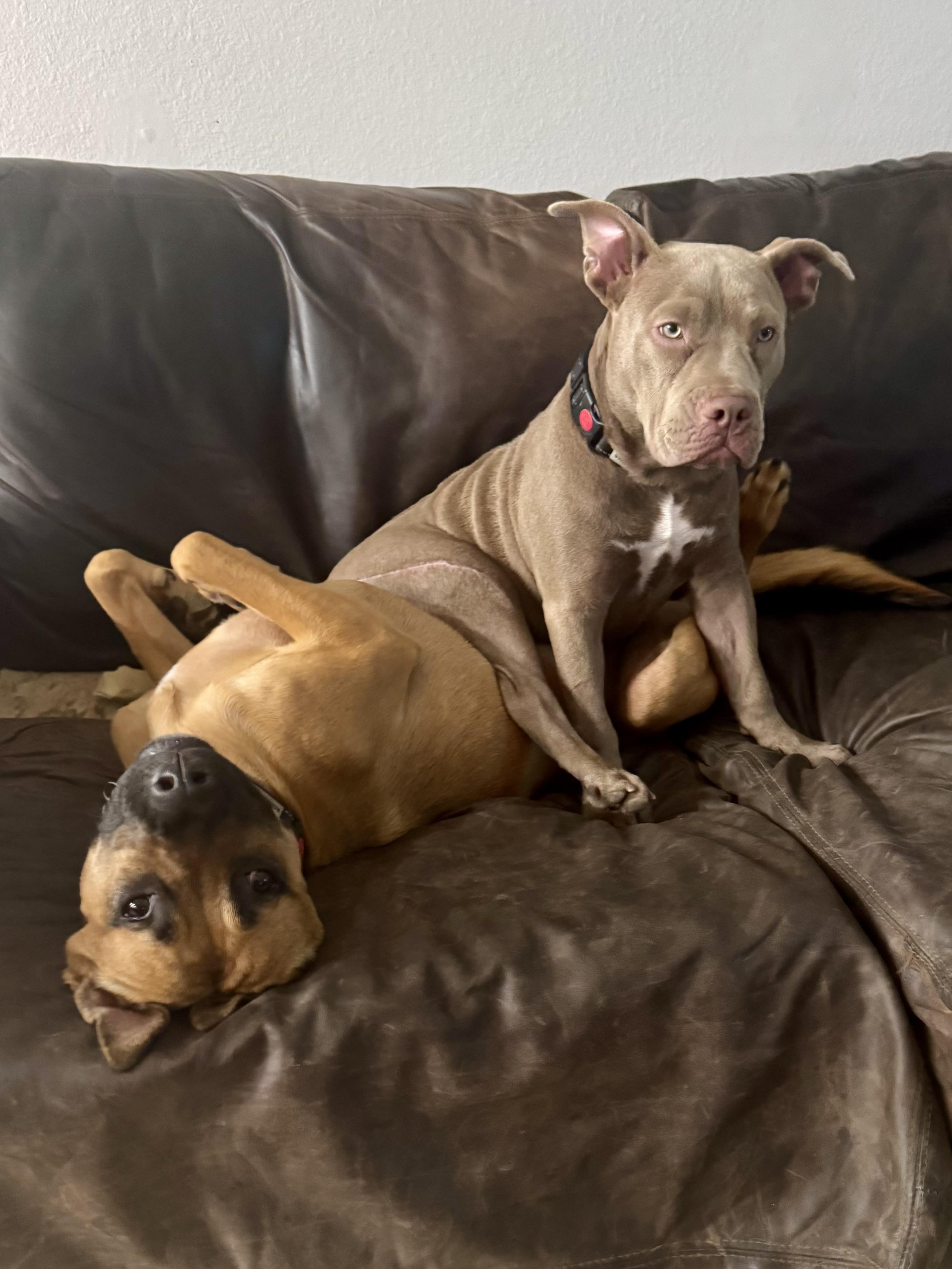 Gigi, a ADOPTABLE mixed breed in Thousand Oaks, CA image 2/6