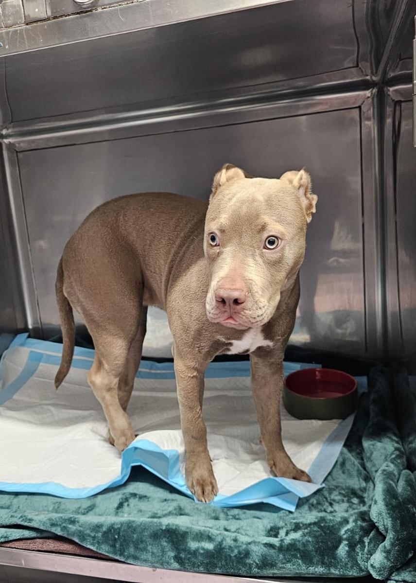 Gigi, a ADOPTABLE mixed breed in Thousand Oaks, CA image 5/6