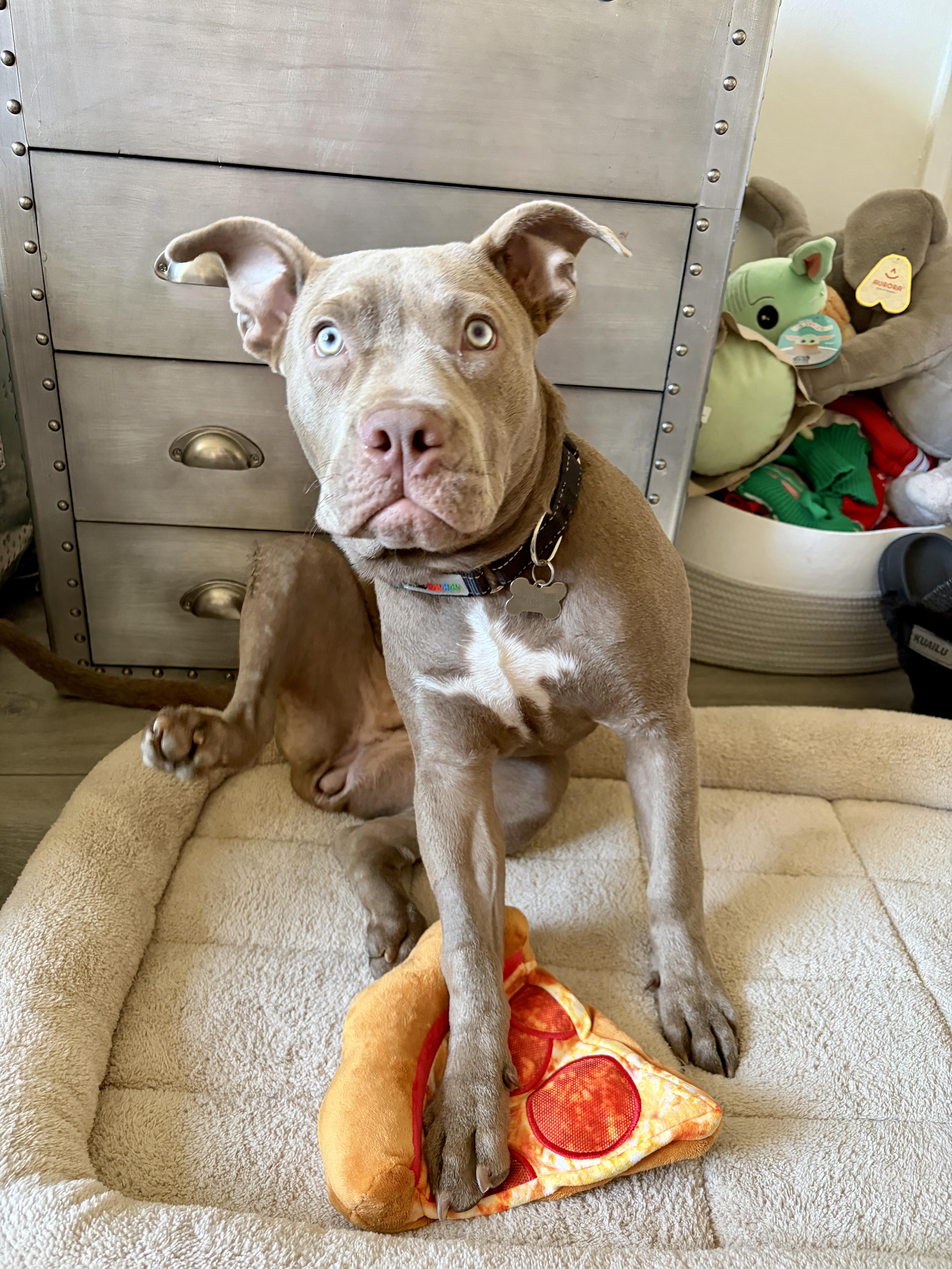 Gigi, ADOPTABLE, Young Female American Staffordshire Terrier & Mixed Breed.