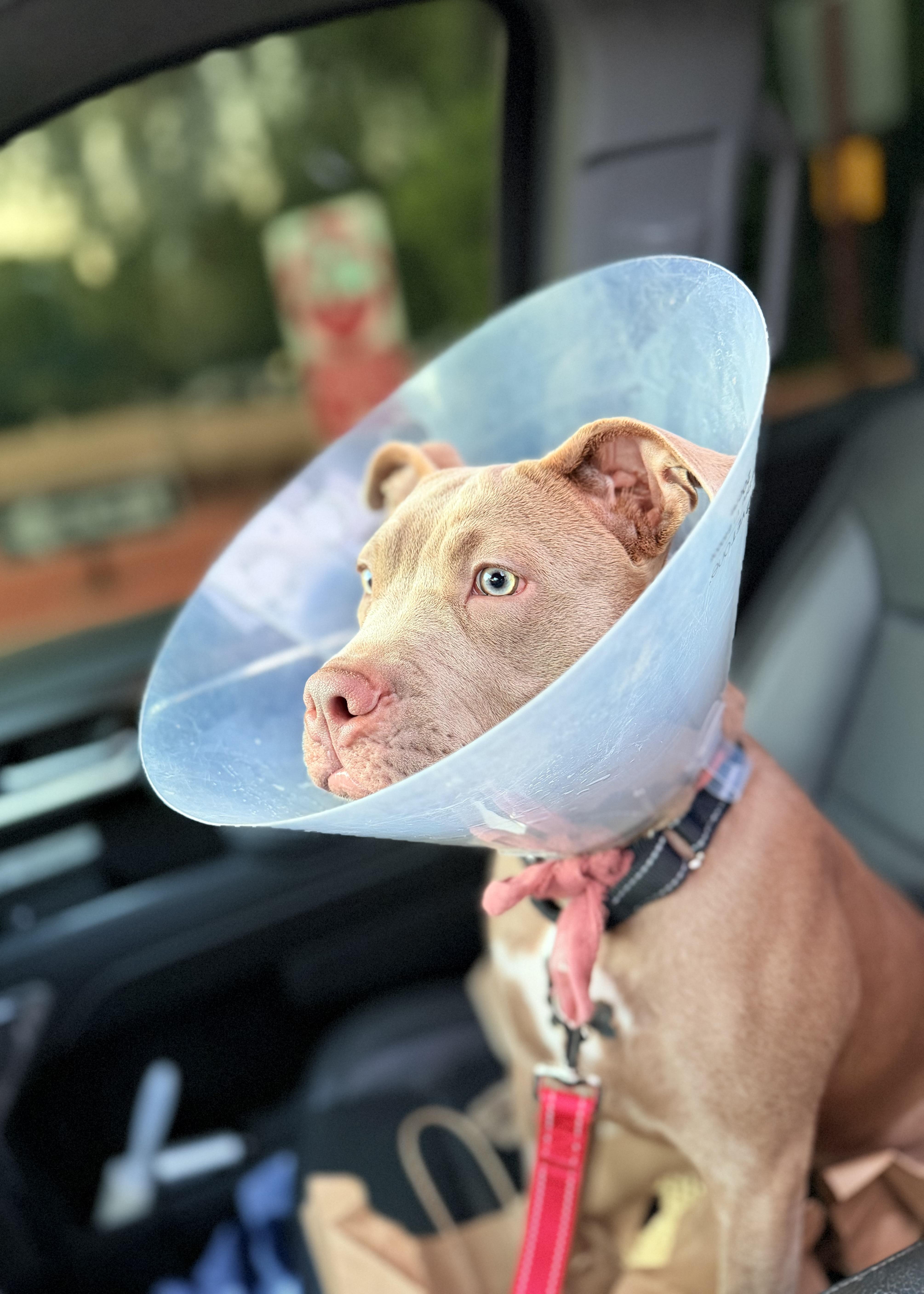 Gigi, a ADOPTABLE mixed breed in Thousand Oaks, CA image 4/6