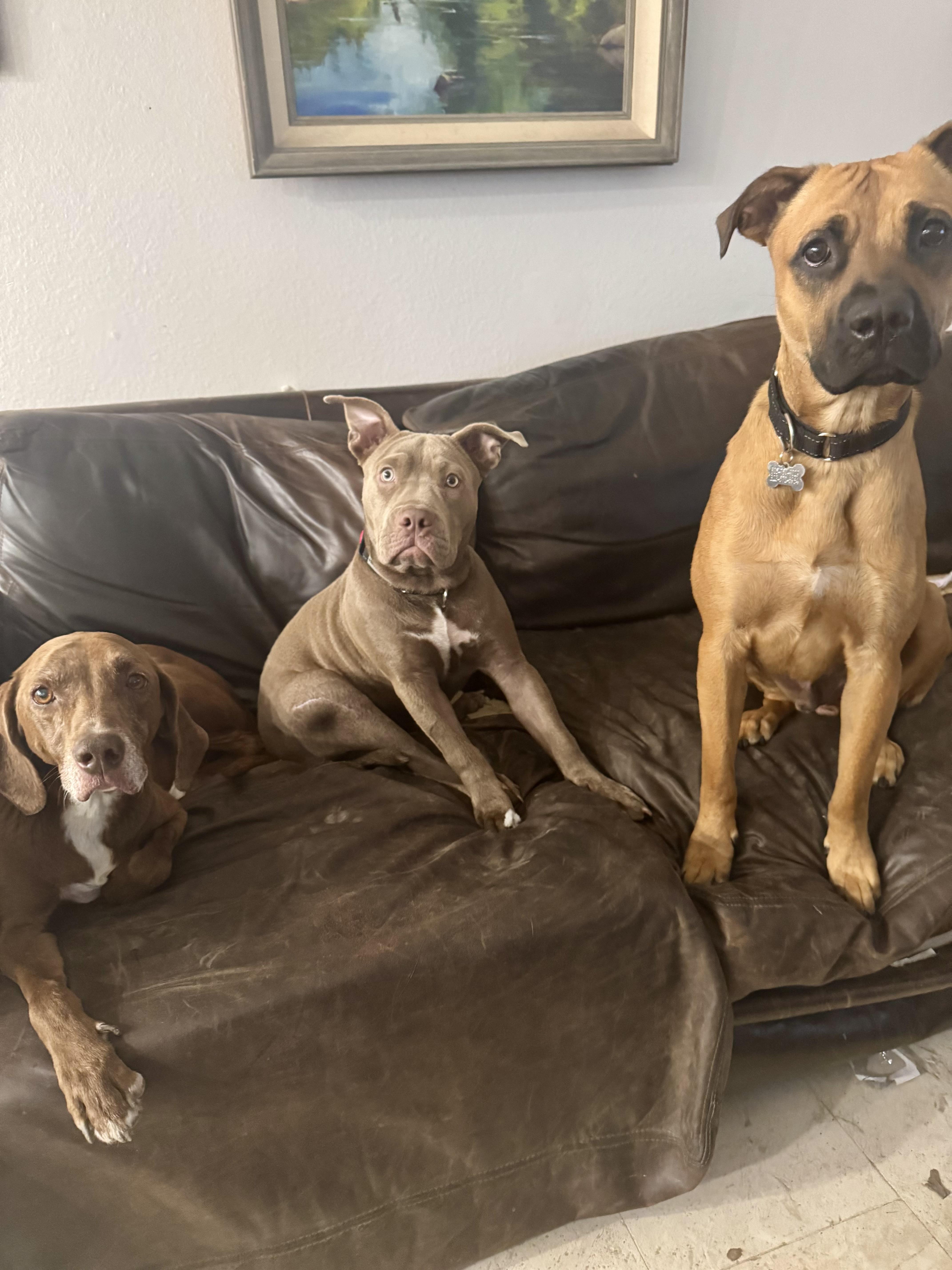 Gigi, a ADOPTABLE mixed breed in Thousand Oaks, CA image 6/6
