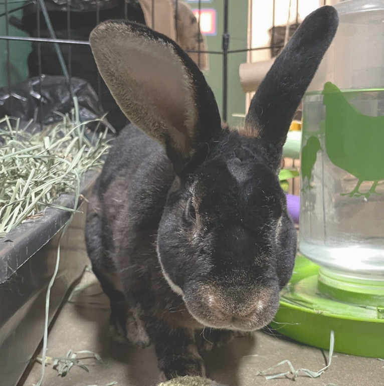 Enlarge Wyley, a Adopted Rex in LAS VEGAS, NV image 1/3