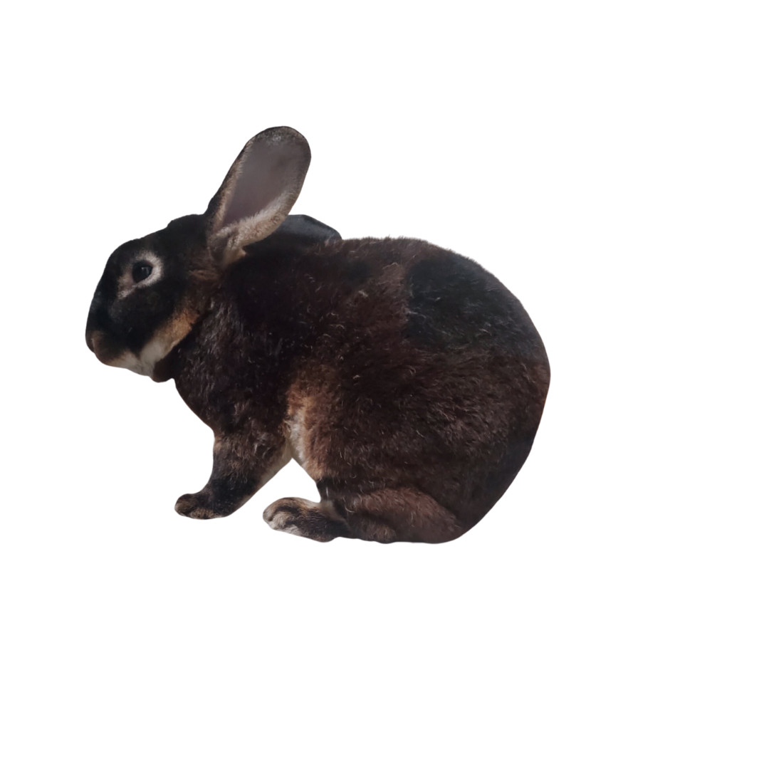 Enlarge Wyley, a Adopted Rex in LAS VEGAS, NV image 2/3