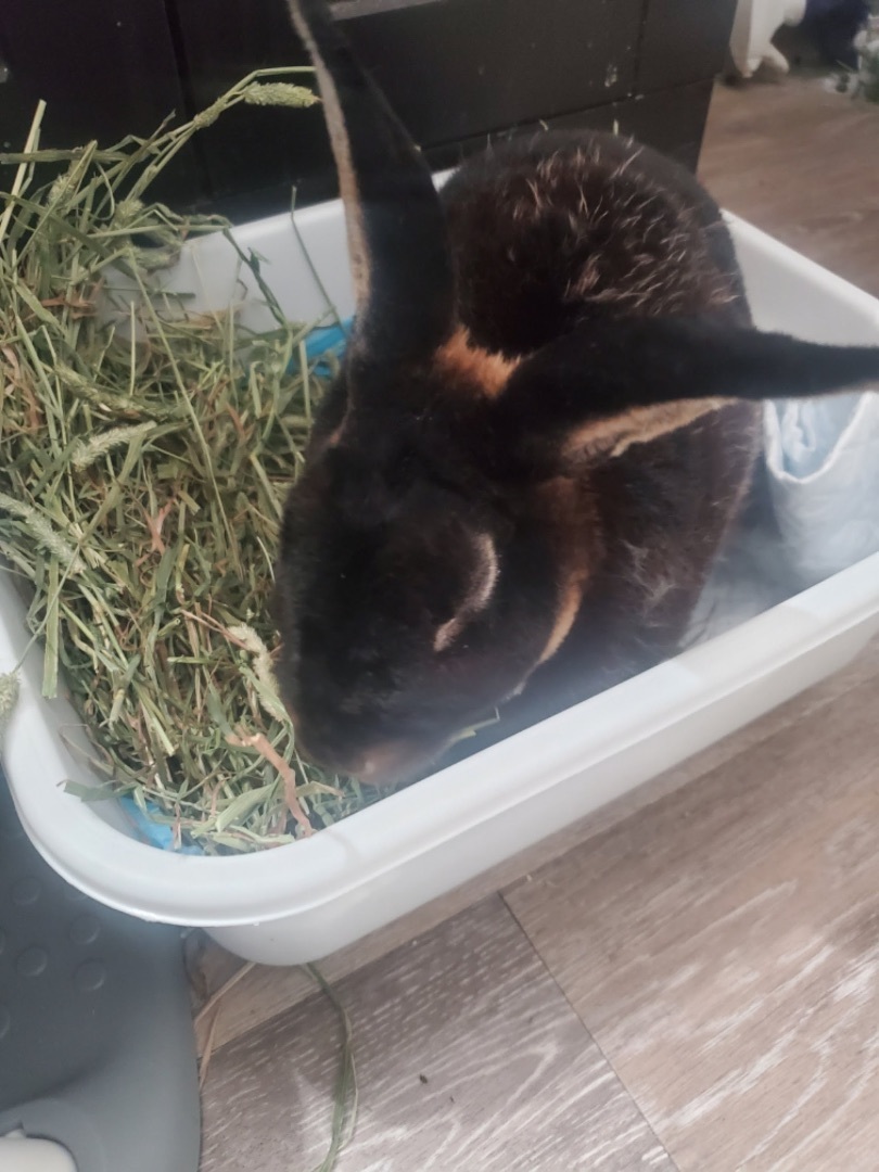 Enlarge Wyley, a Adopted Rex in LAS VEGAS, NV image 3/3