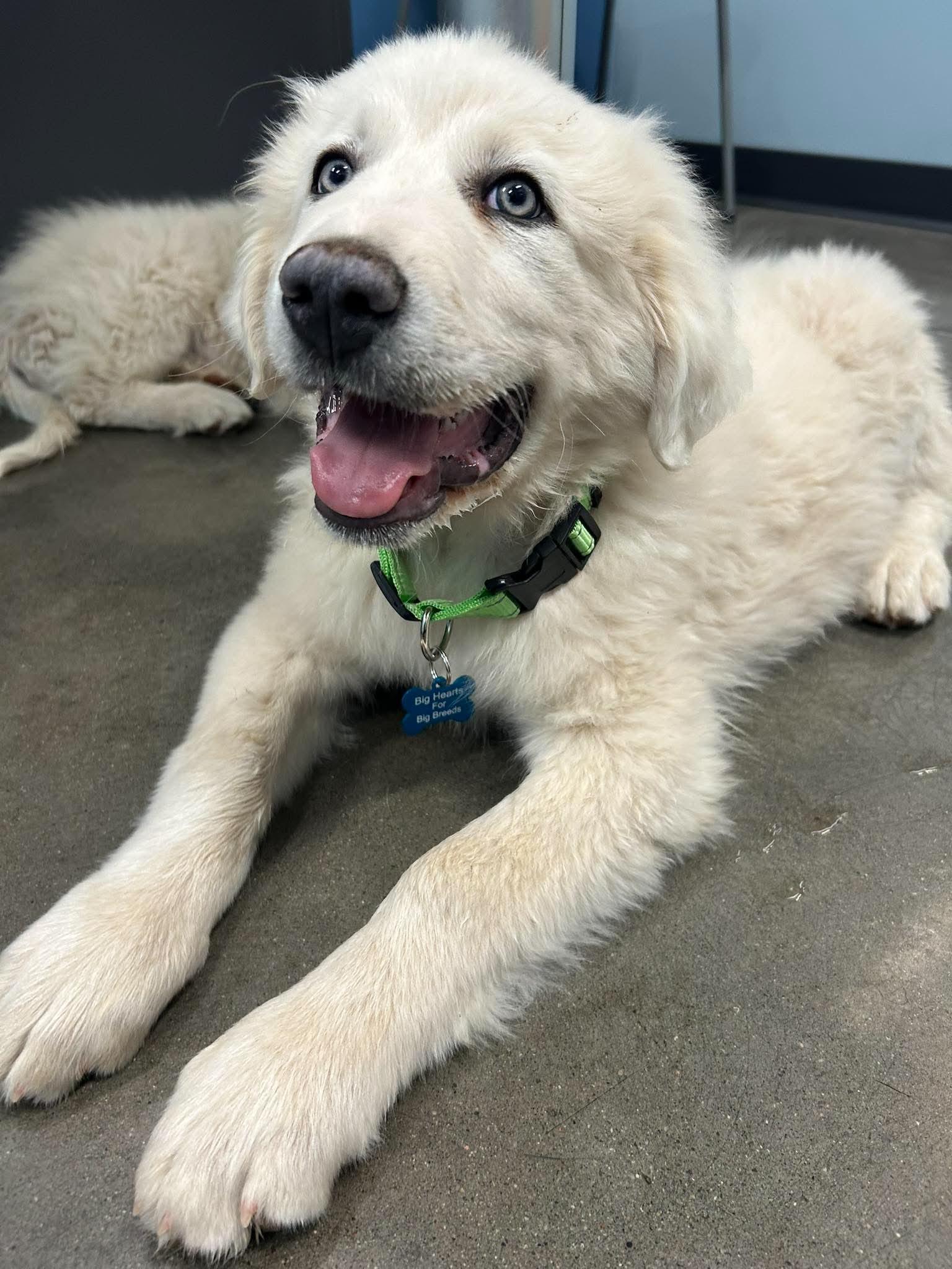 Nimbus, a Adoptable Great Pyrenees in Mesa, AZ image 1/5
