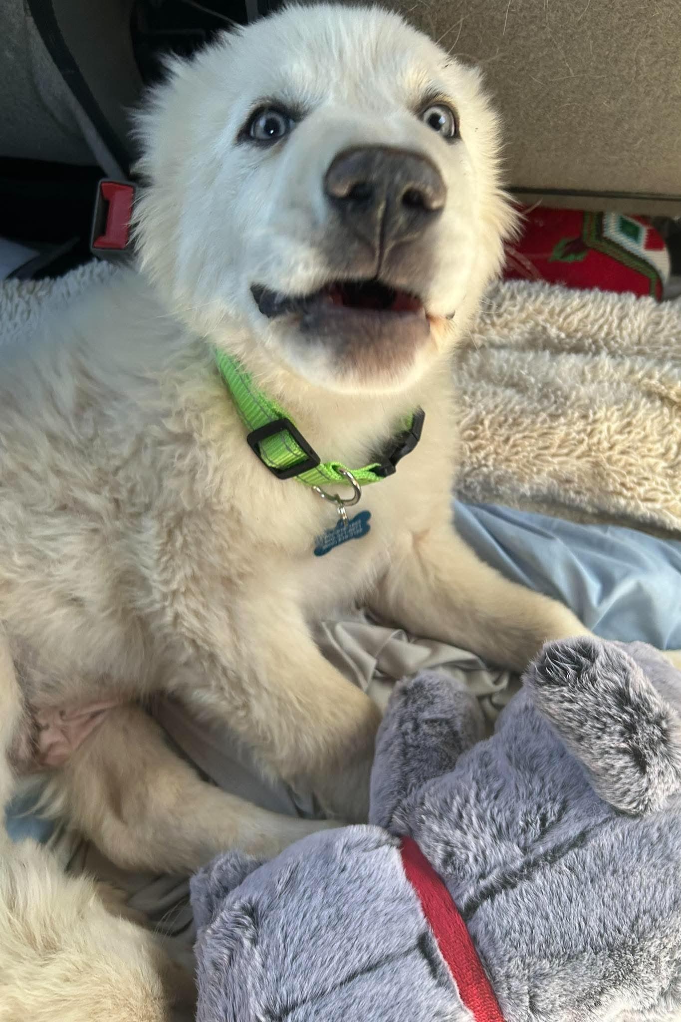 Nimbus, a Adoptable Great Pyrenees in Mesa, AZ image 2/5